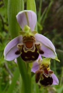 Orchidée Monte Ulia