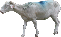 Mouton bleu