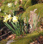 Jonquilles