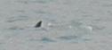 Aileron de dauphin dans la baie de San Sebastian