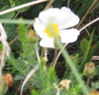 Fleurette blanche