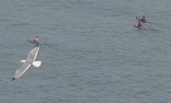 Kayaks qui s'écartent devant le paquebot
