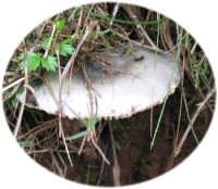 Petit champignon à lamelles