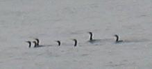 Cormorans