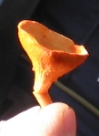 Chanterelle