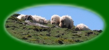 Les moutons "manech"