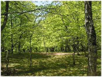 La forêt de hêtres