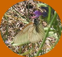 Papillon sur le Canigou