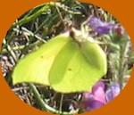 Papillon du Canigou