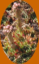 Petite plante grasse fleurie du Canigou