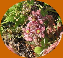 Autres fleurs minuscules du Canigou