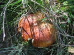 Champignon du Canigou