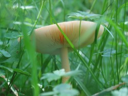 Champignon du Canigou