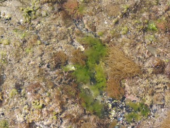 Cadaquès, une mer transparente