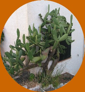 Cadaquès : Figuier de Barbarie