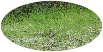 L'herbe nouvelle dans la neige