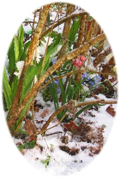 Jacinthes du jardin dans la neige