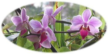 Orchidées du salon