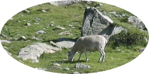 Mouton parmi les rochers