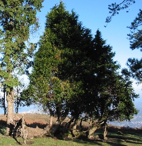 Un arbre courageux