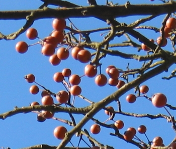 Des mirabelles ?