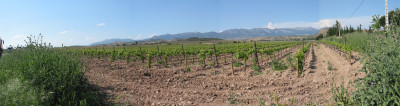 Vignoble de la Rioja