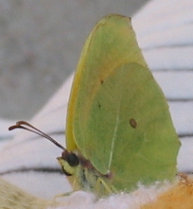 Papillon jaune et vert