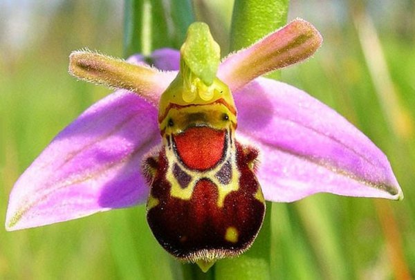 ophrys_abeille