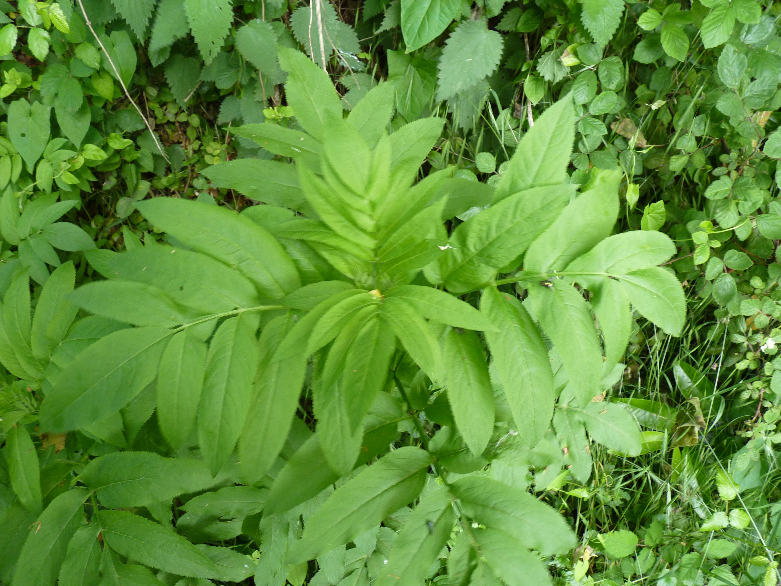 aP1460564