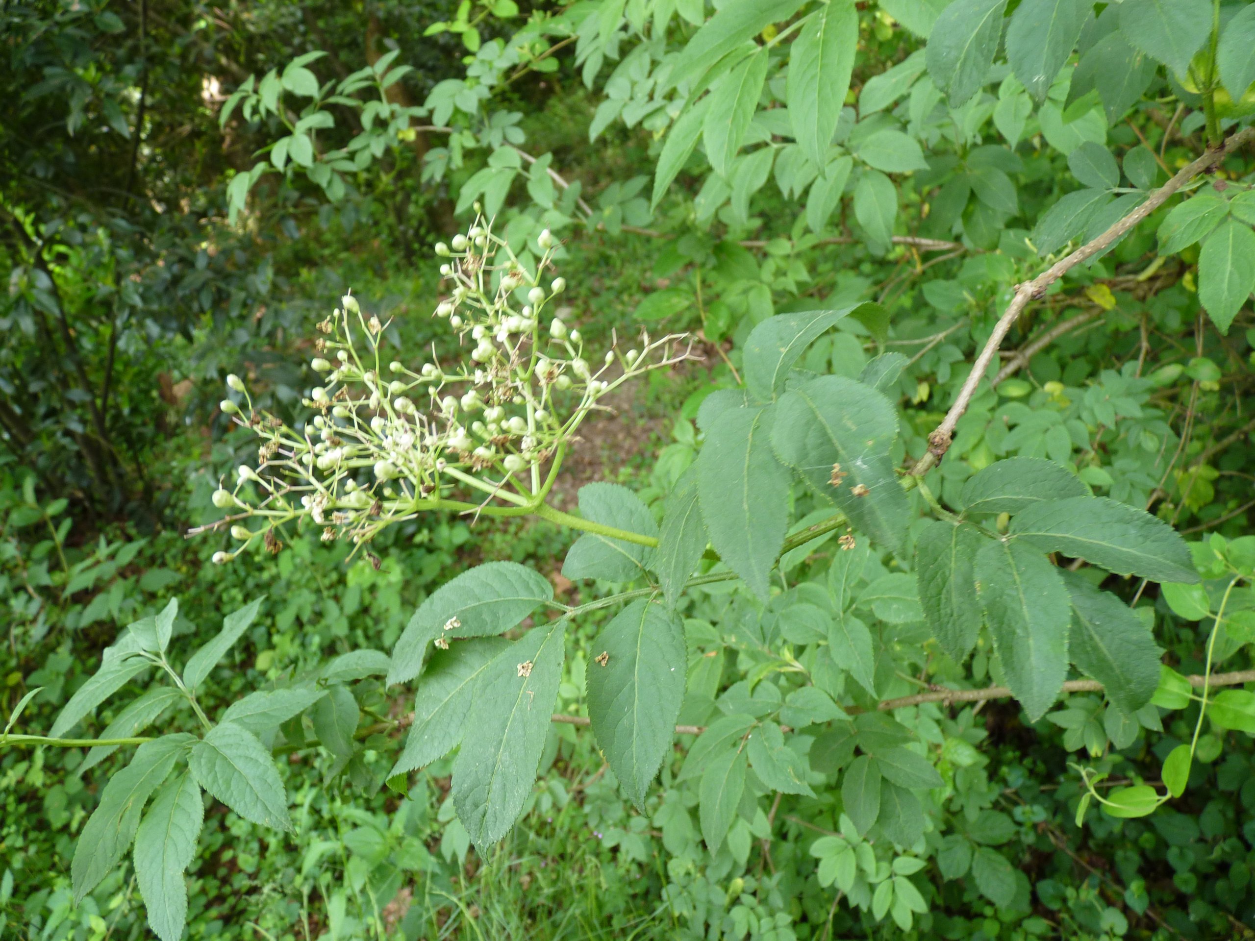 aP1460567