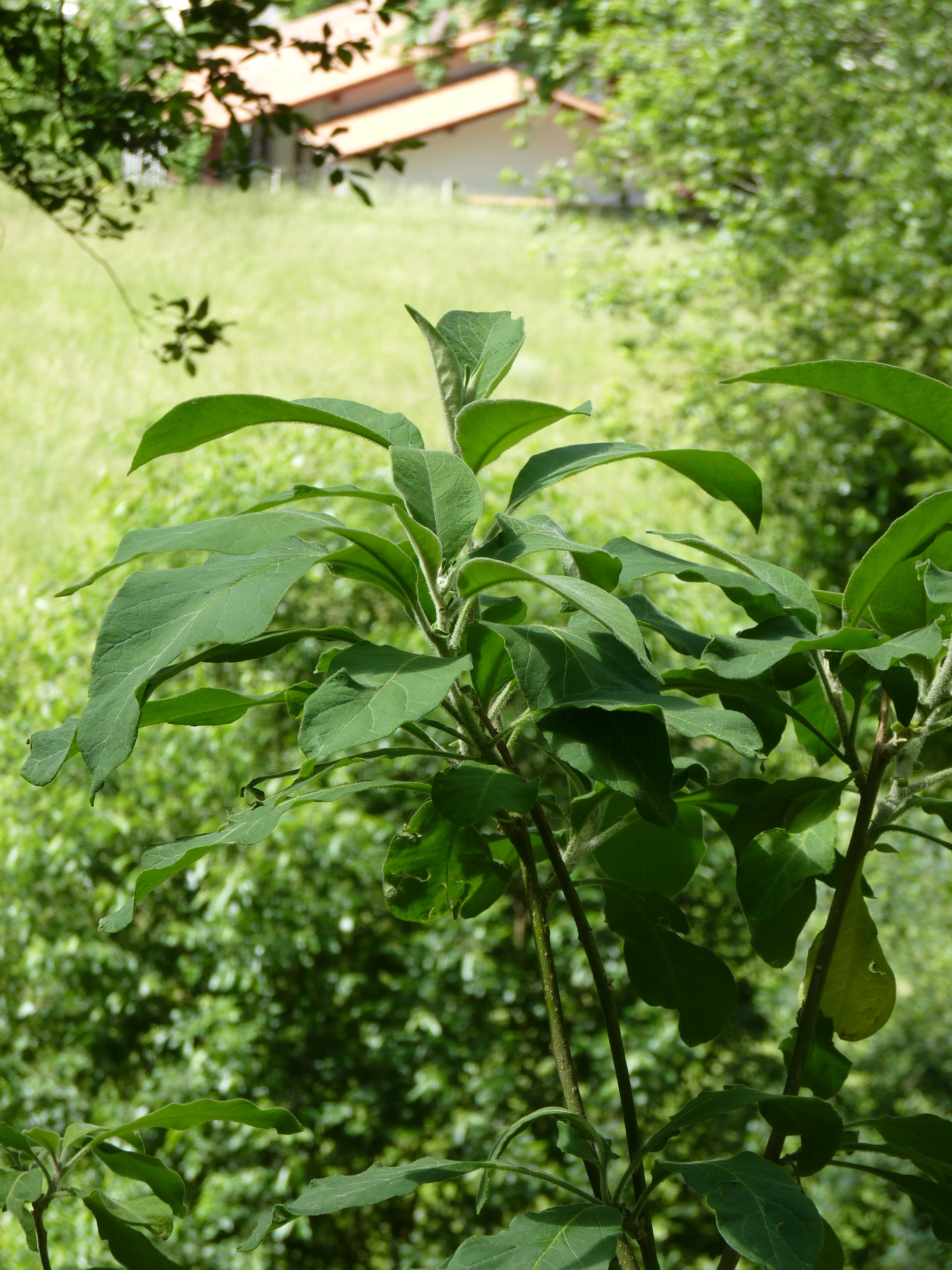 aP1460603