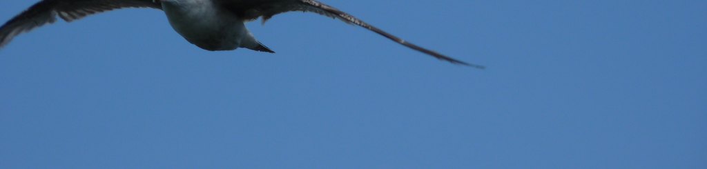 iP1460661 1