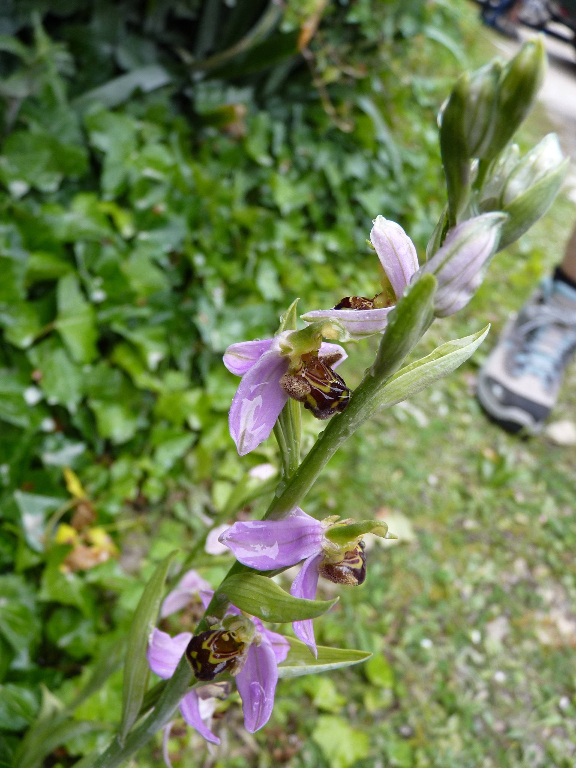 iP1460745 1