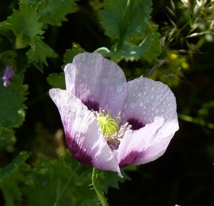 iP1460784 1