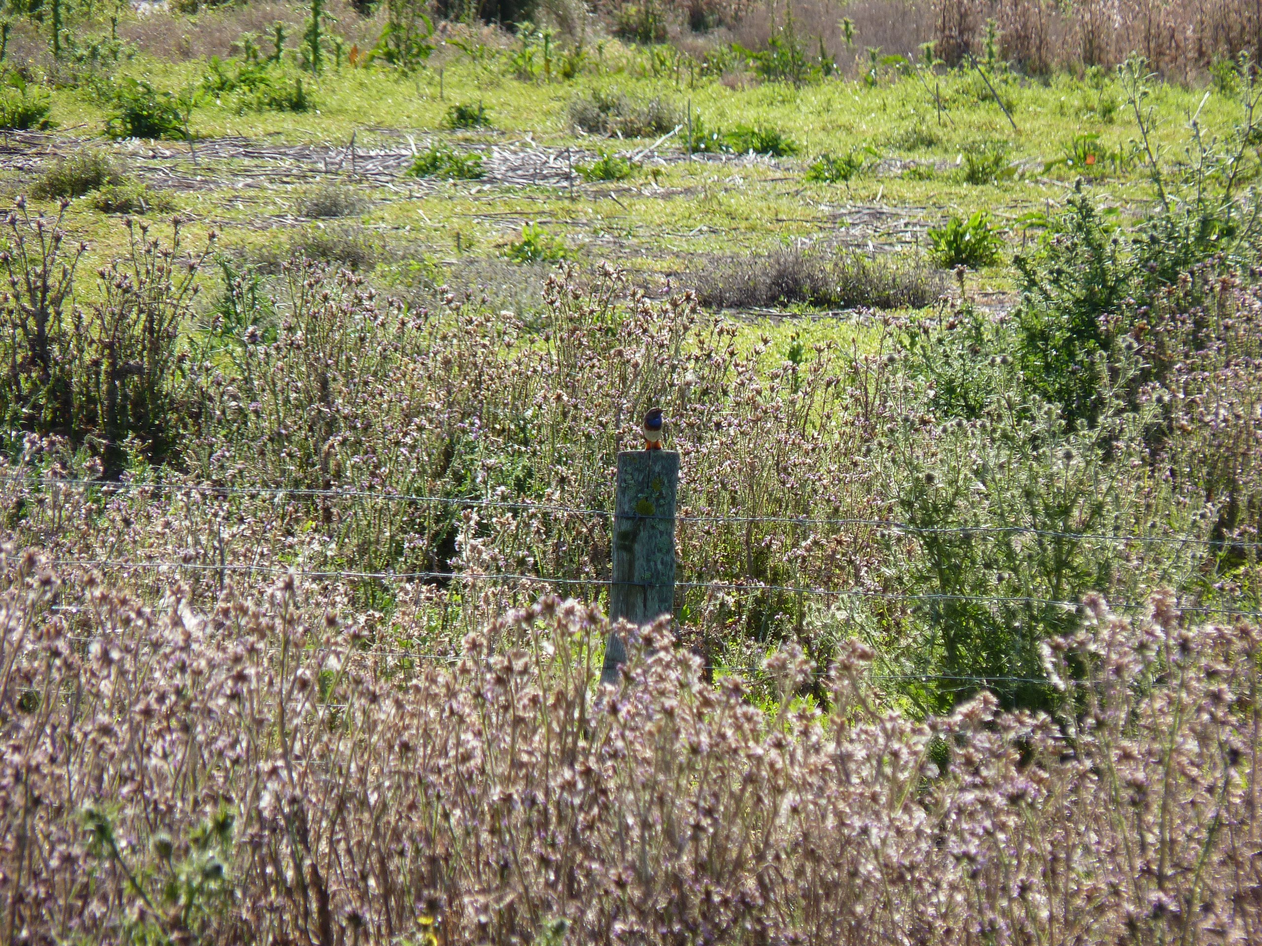 iP1460791 1