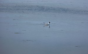 iP1460799 1