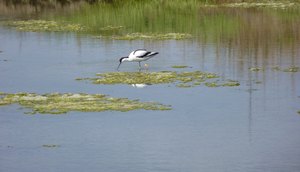 iP1460838 1