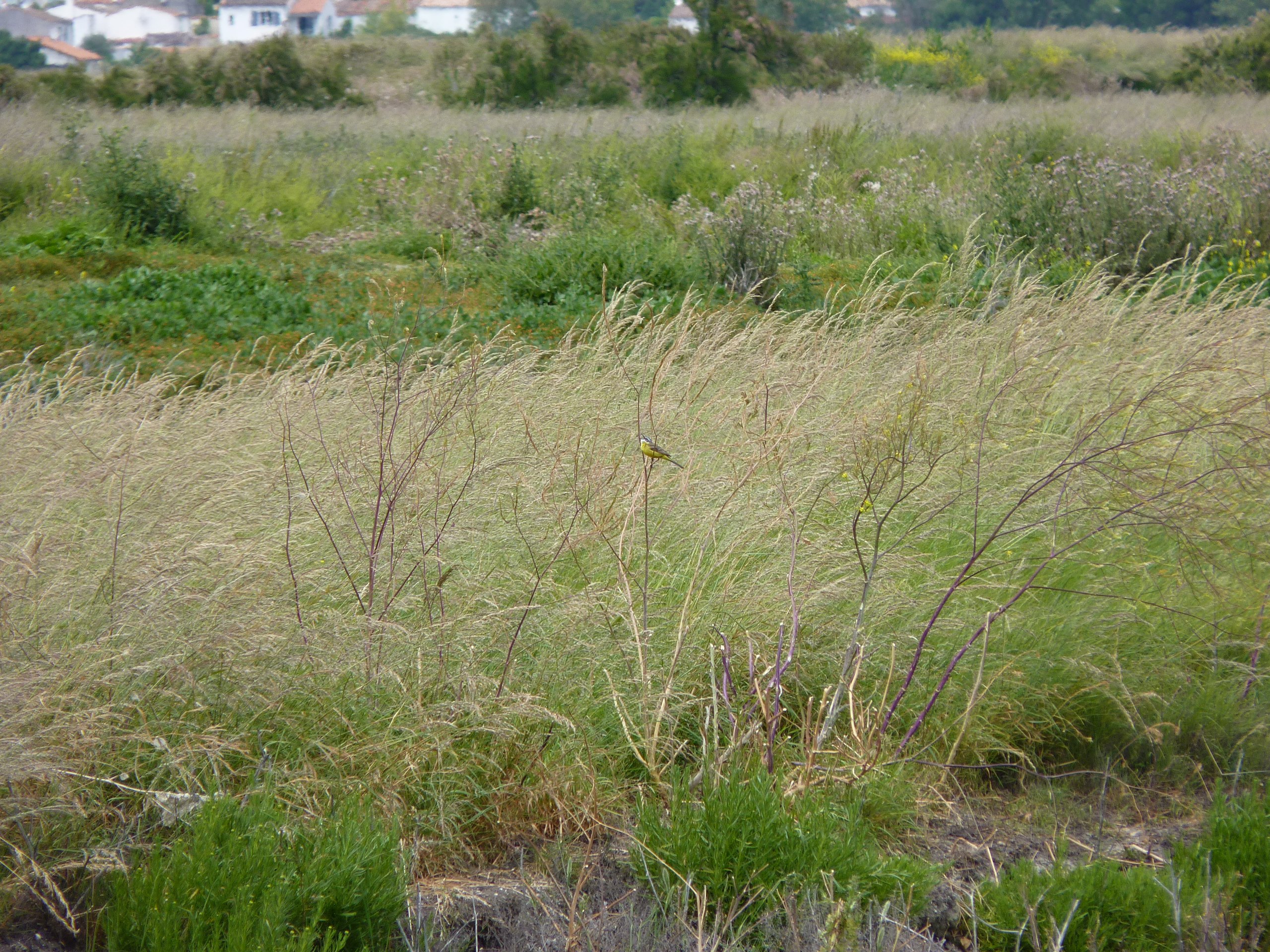 iP1460945 1