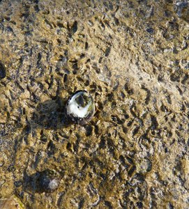 iP1470066 1