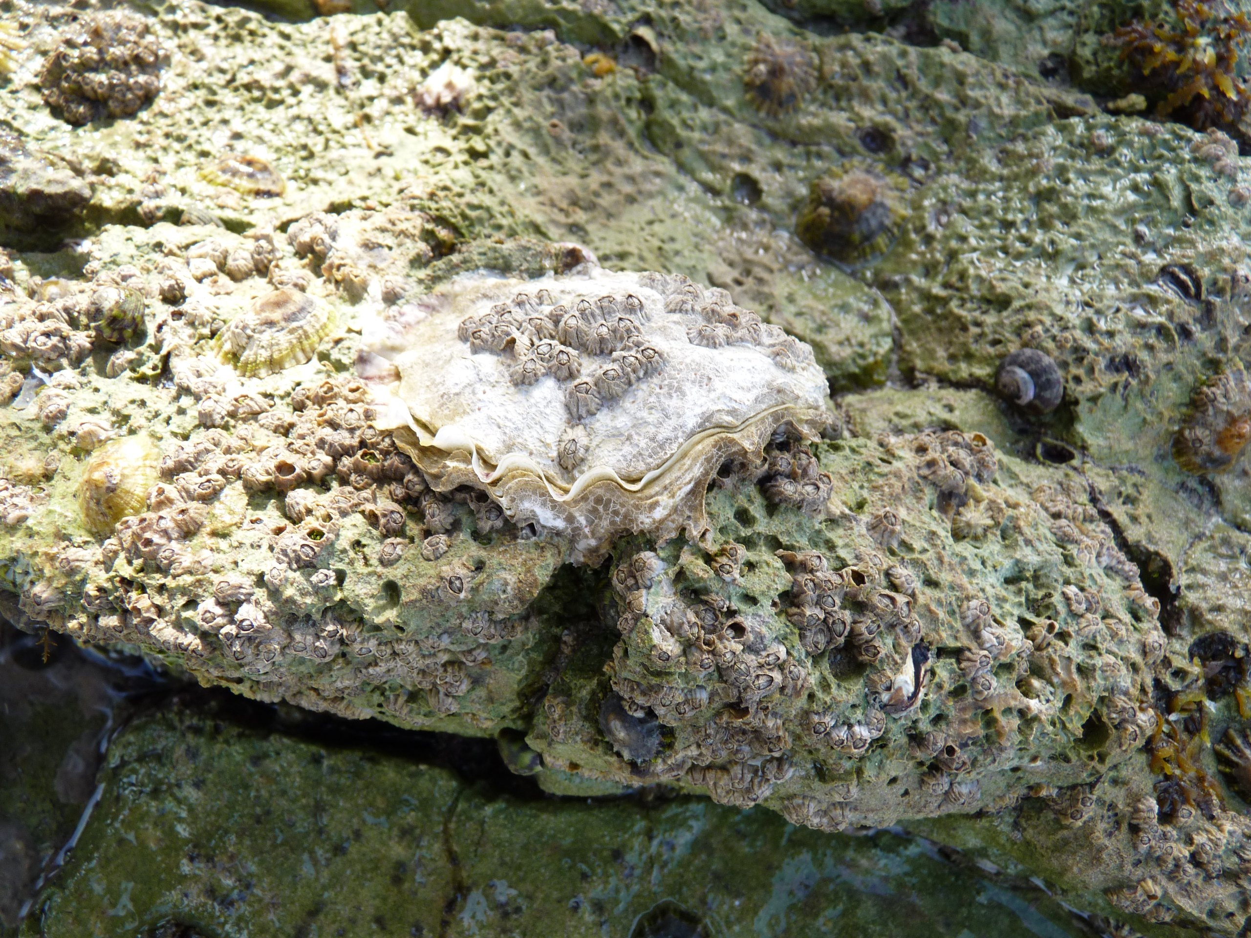 iP1470098 1
