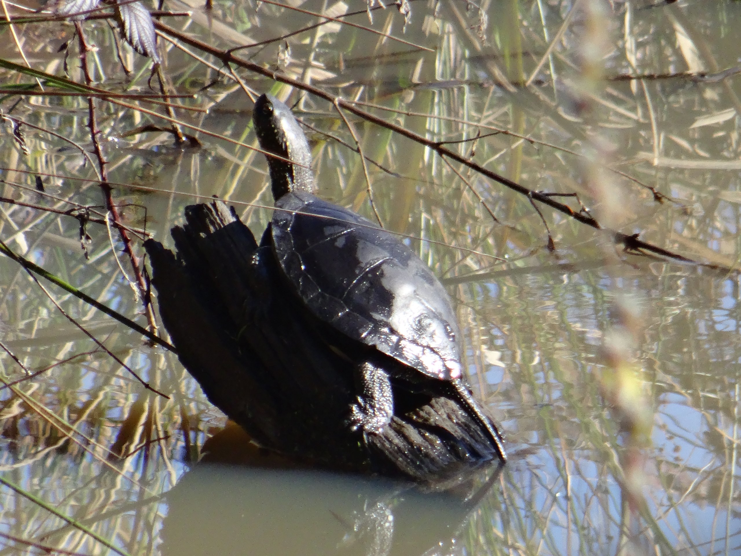 oDSC04611 1