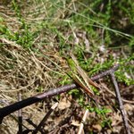 oeil aldude DSC08293 1