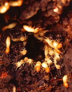 Nest of Formosan subterranean termites Coptotermes formosanus