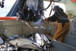Actu 20170322 bycatch CRMM 2