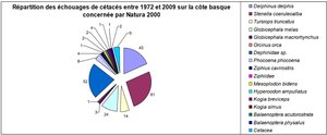 echouages cetaces