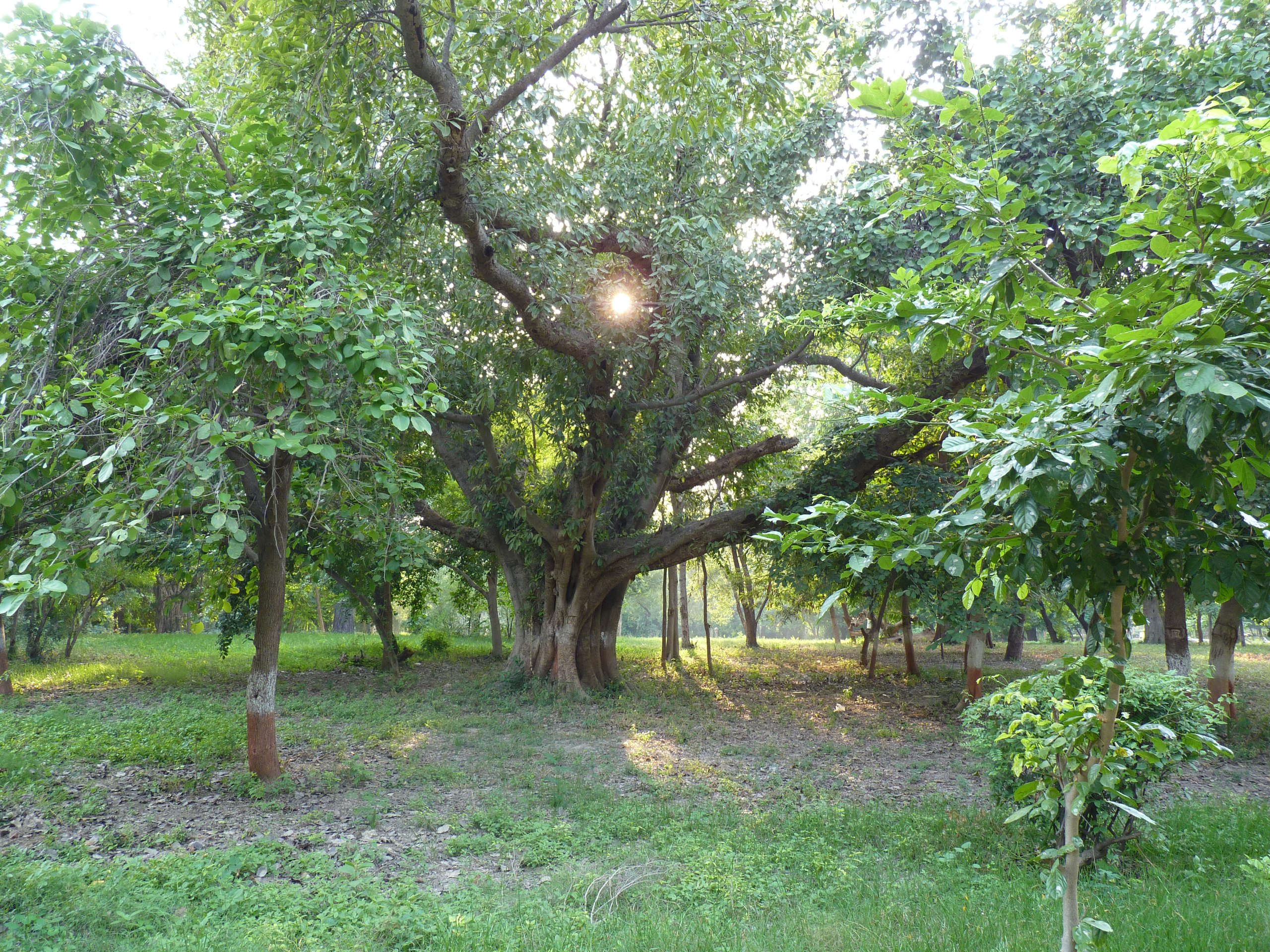 iP1370706