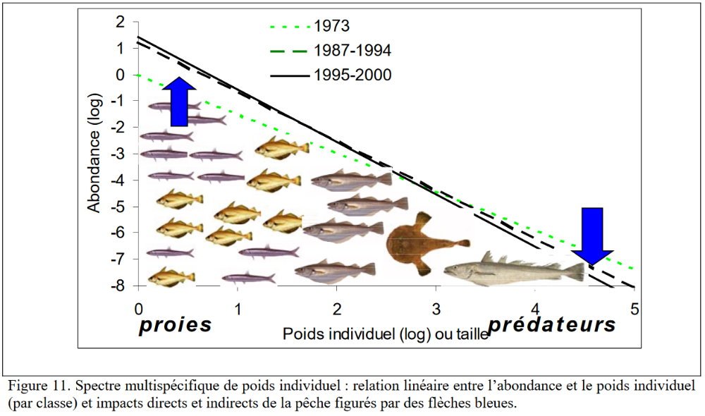 poids repartition