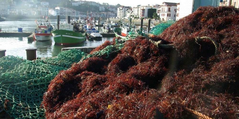 le prix au kilo mouille de l algue rouge s est envole ces dernieres annees passant de 37 centimes en 2014 a 90 centimes en 2016