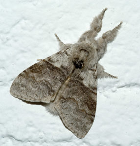 Calliteara pudibunda3