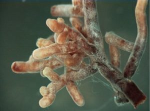 Mycorrhizal root tips amanita